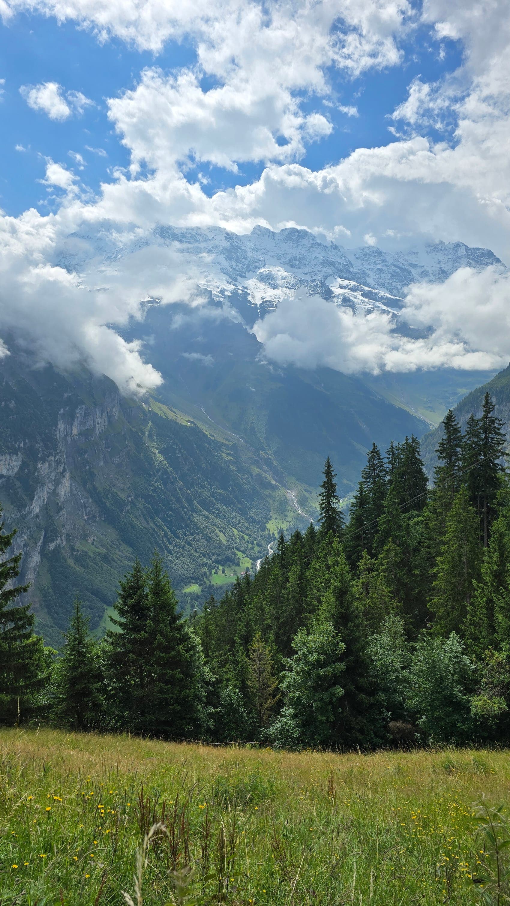 The Jungfrau wall in cloud above the Lauterbrunnen valley, spruces and a wildflower meadow in front