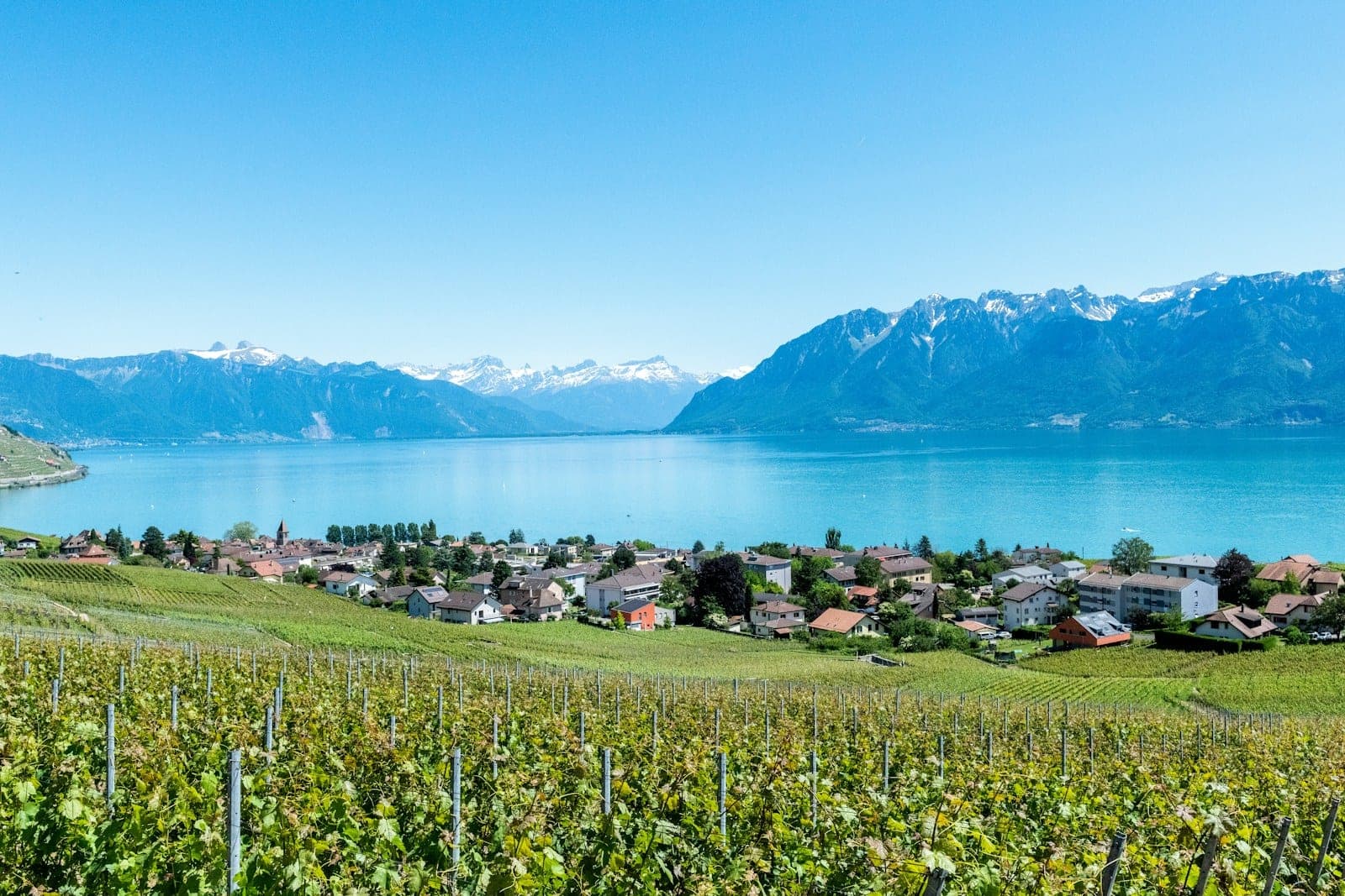 Terraced vineyards dropping to a wide lake with mountains beyond